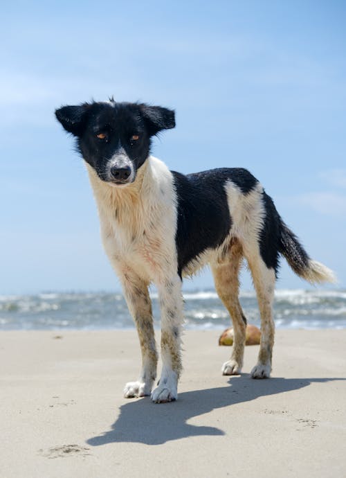 Fotos de stock gratuitas de animal, arena, canino