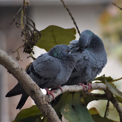 Close-Up Shot of Pigeons Perched on a Tree Branch