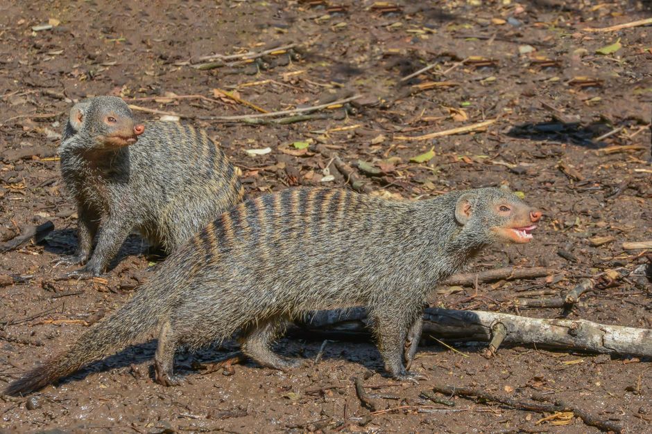 Numbat Tag
