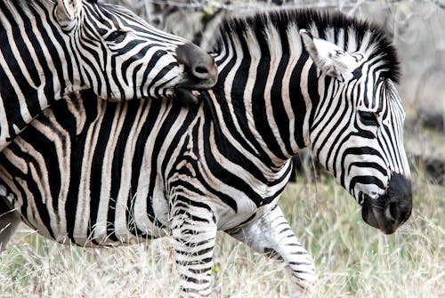 Close-Up Shot of Zebras