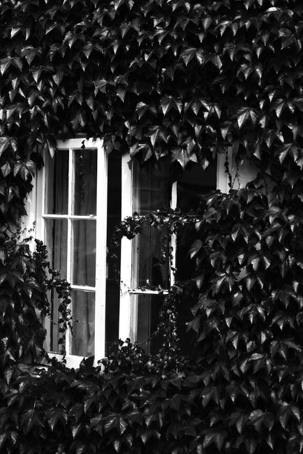 A black-and-white photo of a window surrounded by lush ivy leaves, capturing a classic English ambiance.