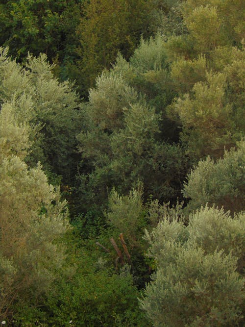 Foto profissional grátis de árvores, ecológico, floresta