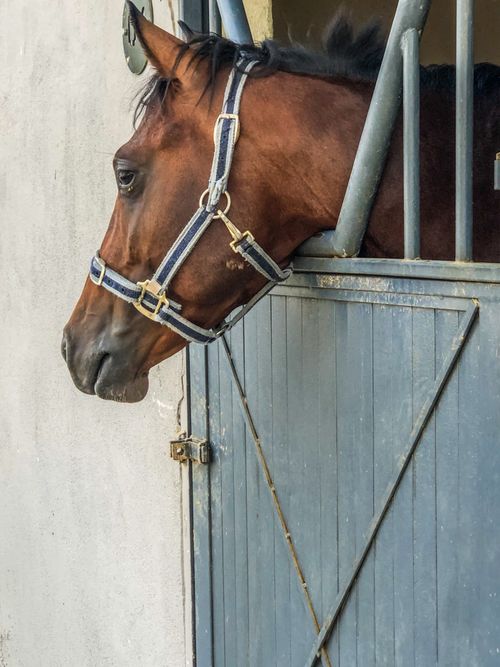 Free Close-up of a brown horse with bridle in a stable. Stock Photo