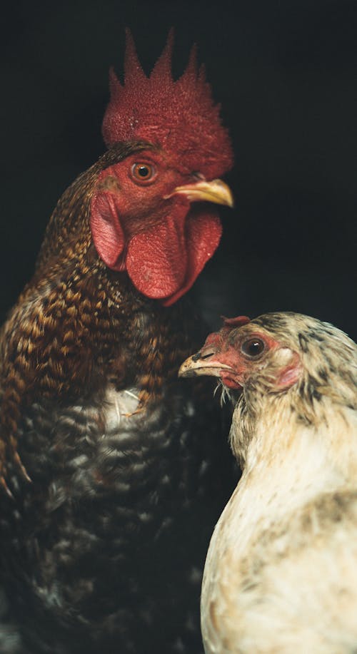 White and Red Rooster in Close Up Photography