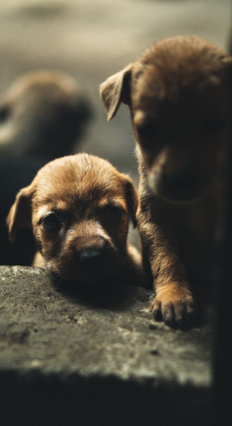 Tiny Brown Puppies 