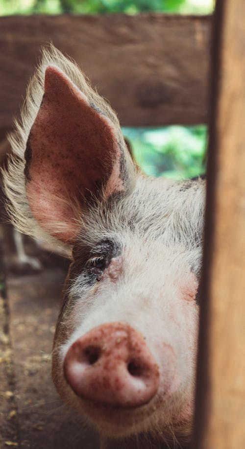 Close up of Pig