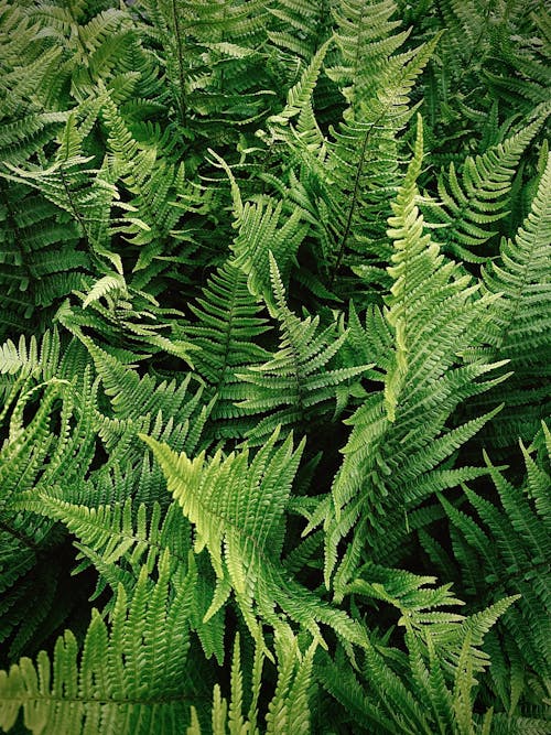 Green Fern Plants in Close-up Shot