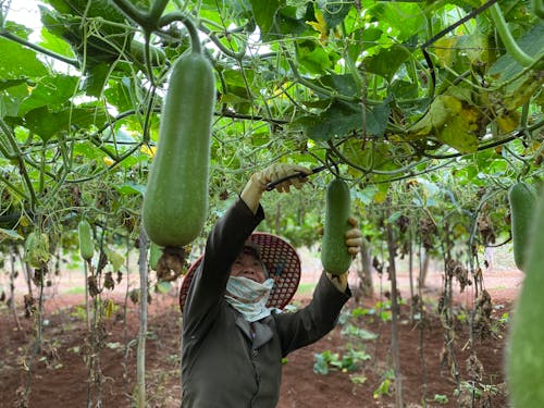 A Farmer Harvesting Bottle Gourds Vegetable