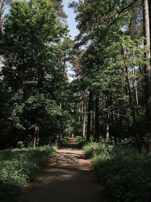 Immagine gratuita di alberi, ambiente, avventura