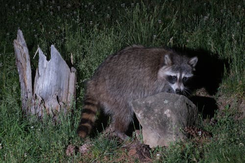 Free Closeup of a racoon foraging at night. Stock Photo