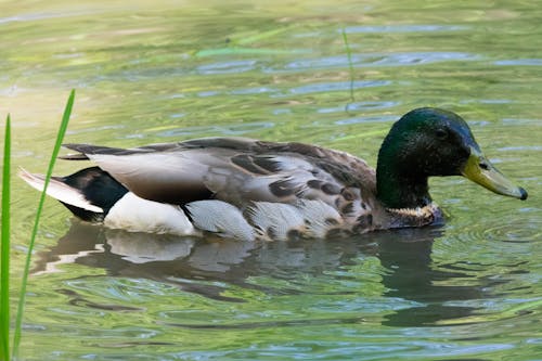 Free Male mallard swimming in a marsh. Stock Photo