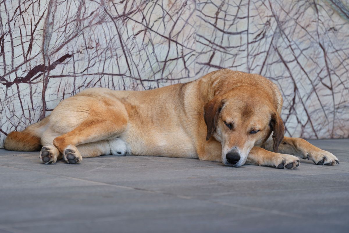 Coup de chaleur chez le chien : réagir en urgence - Quels sont les symptômes d’un coup de chaleur chez le chien ?