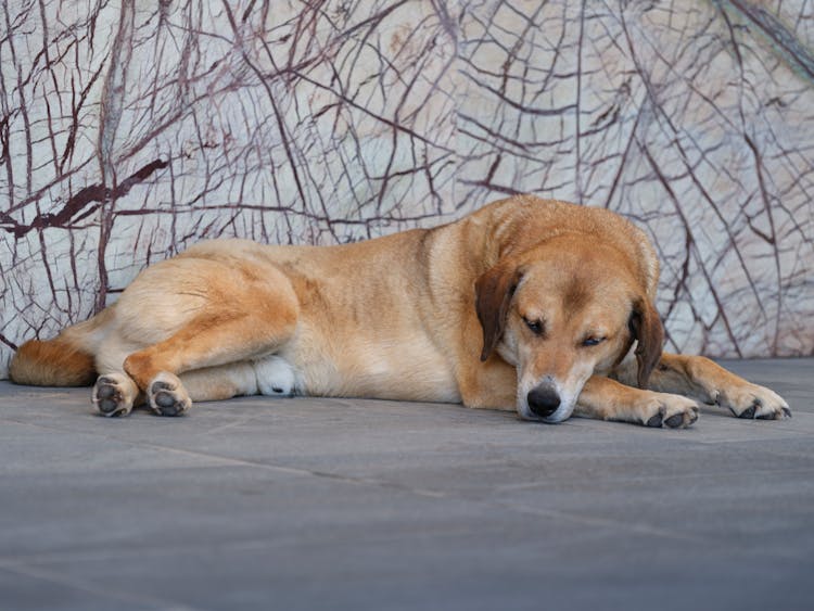 Brown Dog Sleeping On The Floor 