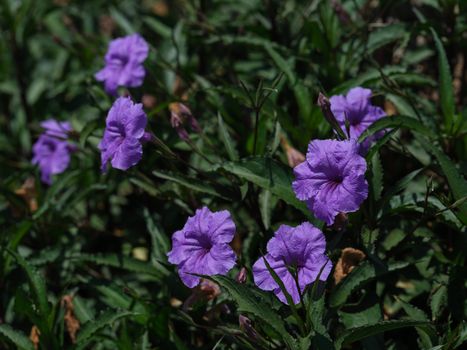 Ruellia Simplex Flowers with Green Leaves 