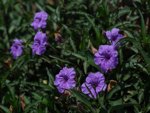 Free Close-up of purple Ruellia simplex flowers blooming among lush green leaves. Stock Photo