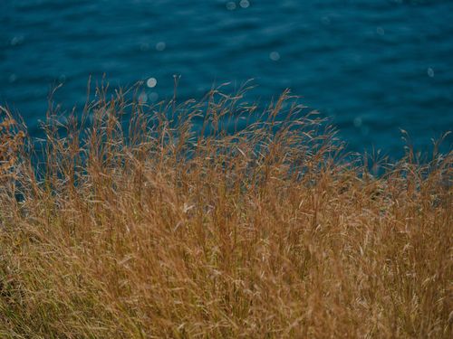 Free Close-up of wild grass with a blurred blue water background, evoking a serene coastal vibe. Stock Photo