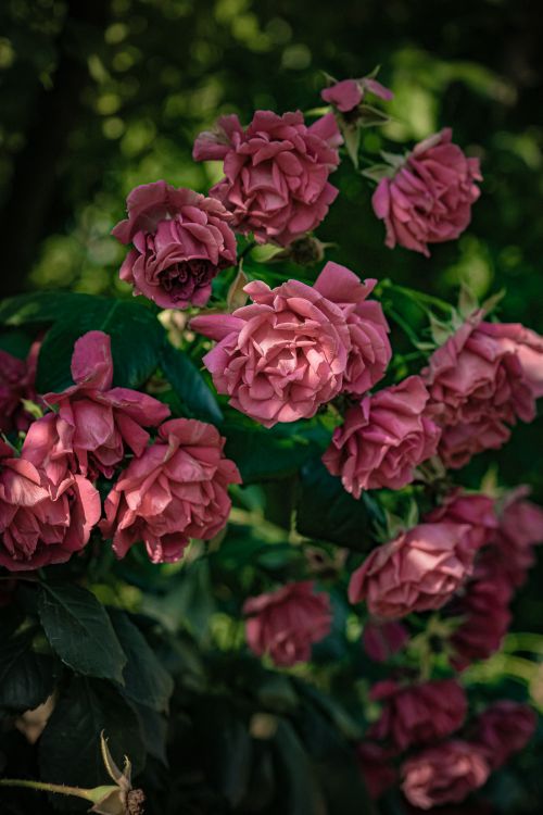 Free Close-up of lush pink garden roses in full bloom, capturing natural beauty. Stock Photo