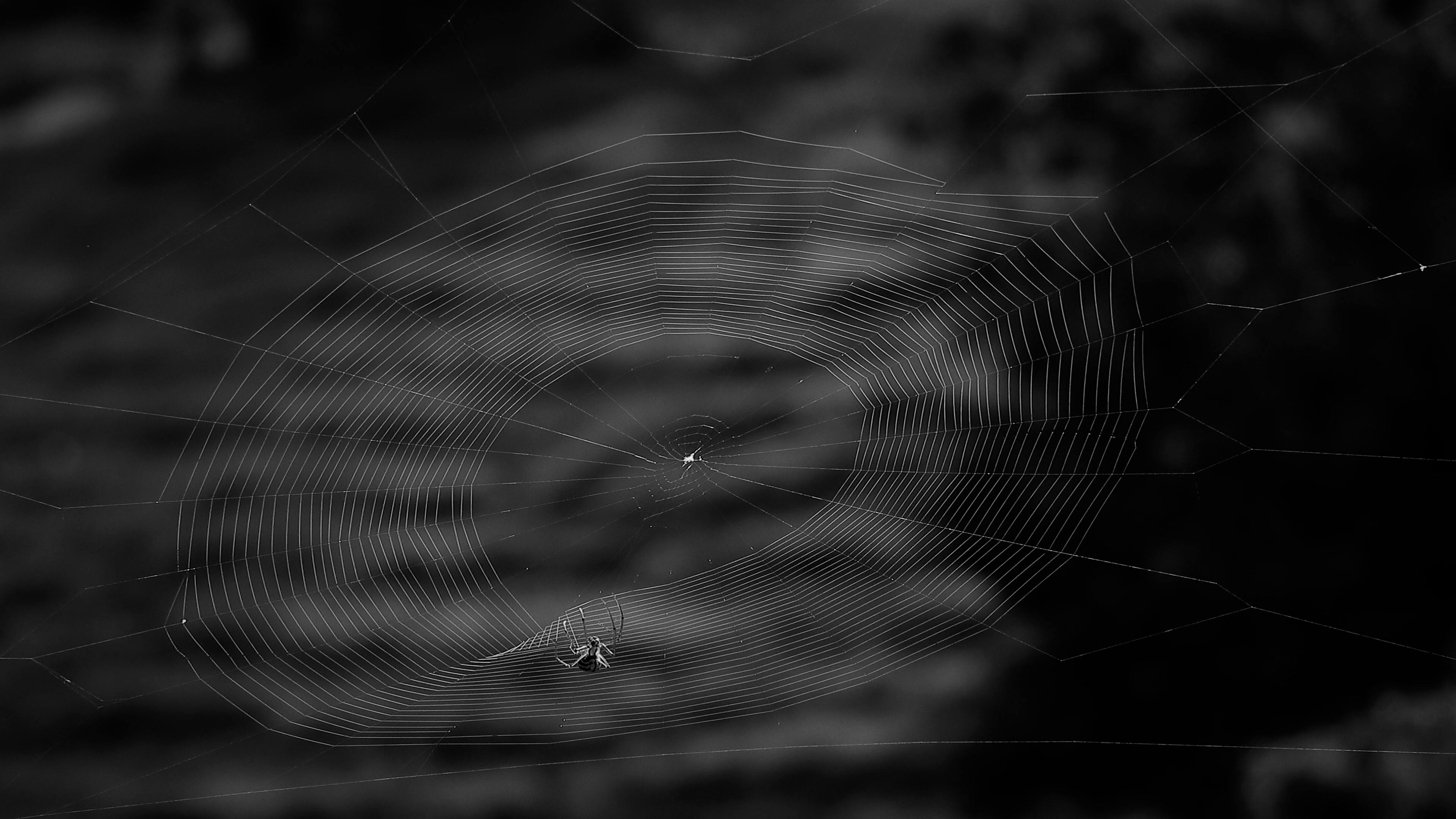 A detailed black and white close-up of a spider on an intricate web.