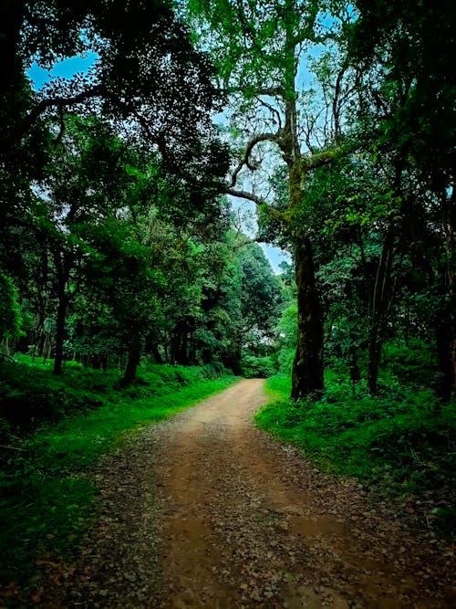 Free stock photo of 2020 wallpaper, big trees, dark forest background