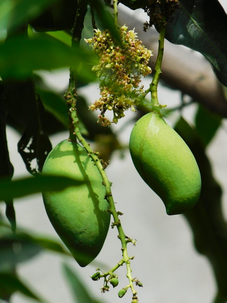 Green Mangoes On The Tree