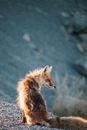 Red Fox Sitting near Water