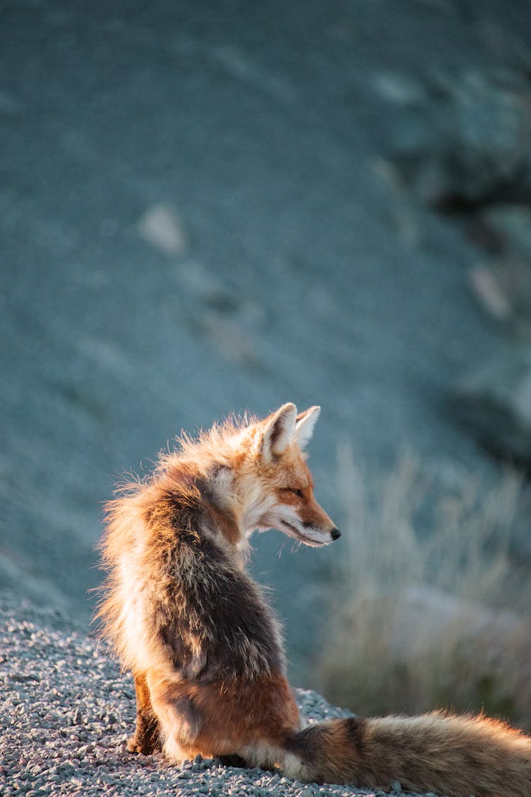 Red Fox Sitting Near Water