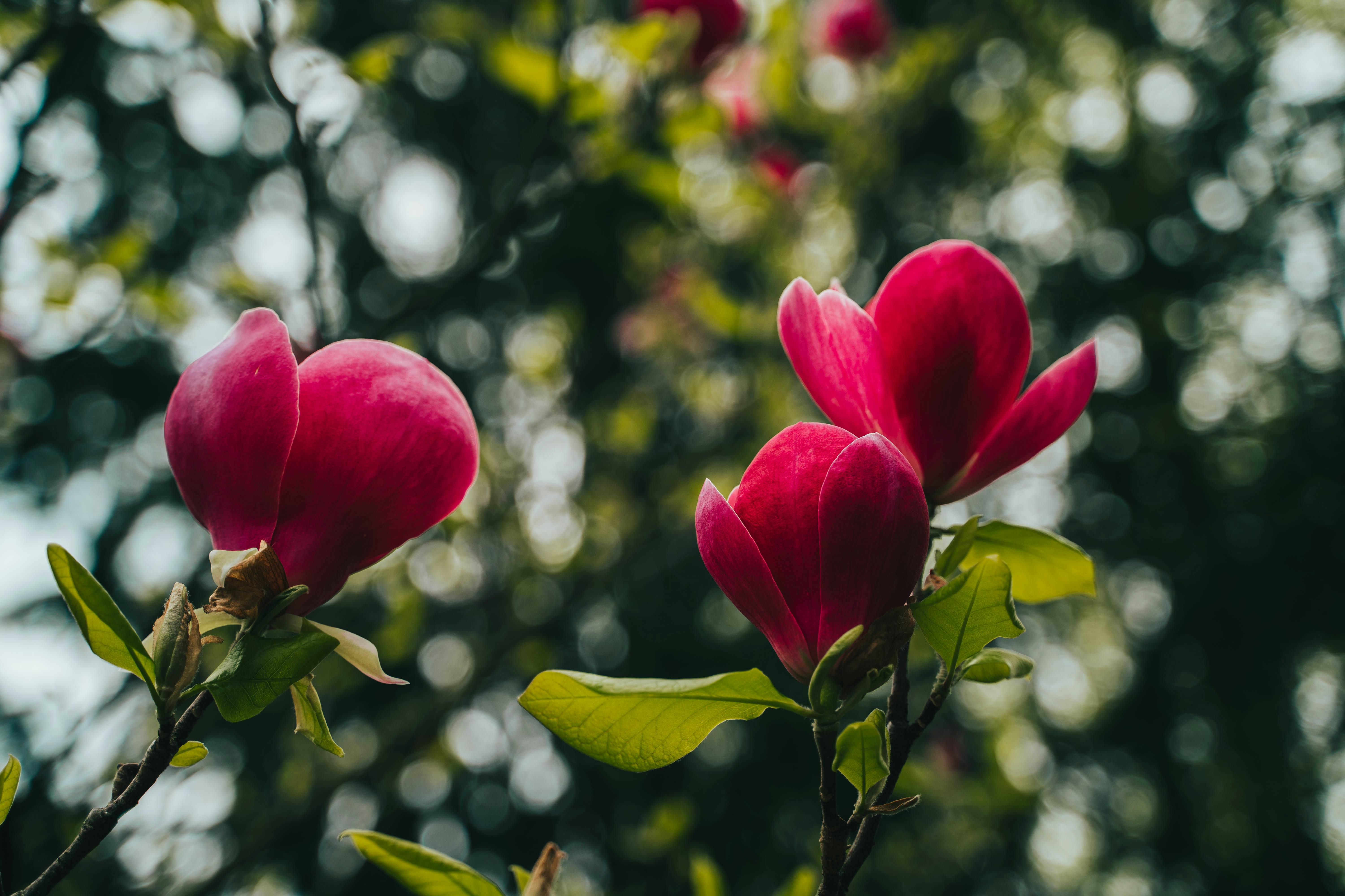 Magnolia’s AAA Hobbies To Close 2026 (Second Half). Iconic Hobby- Craft Emporium — Photo by Benni Fish on Pexels