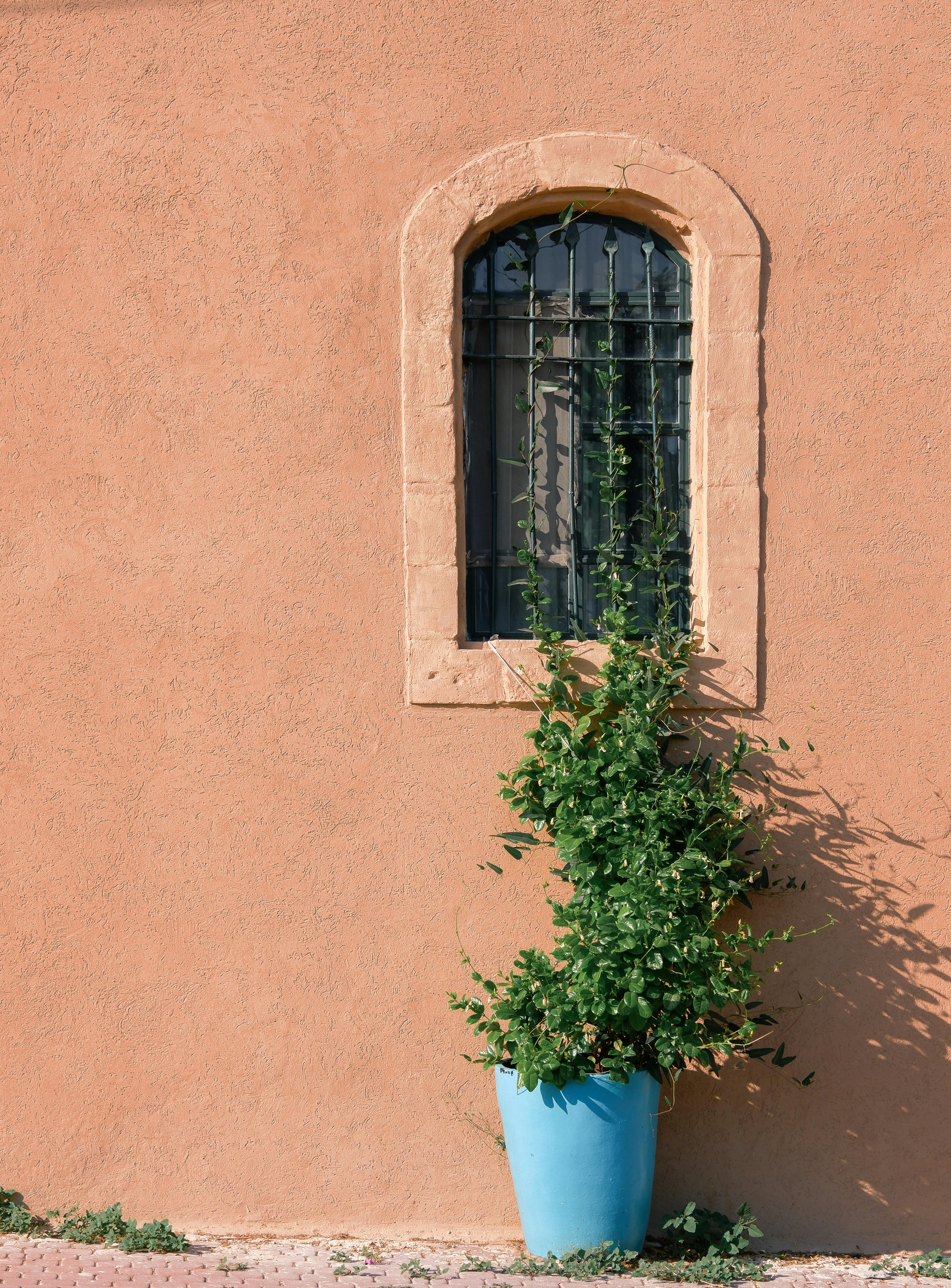 Potted Climbing Plant Beneath the Window · Free Stock Photo
