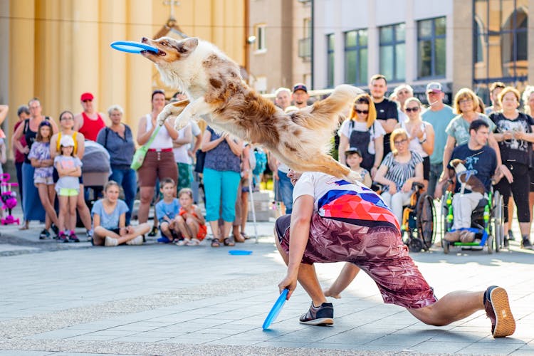 Dog Catching Frisbee