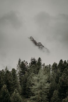 Misty forest scene with a dramatic mountain peak breaking through the clouds.