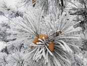 Cones on Branch Covered in Frost