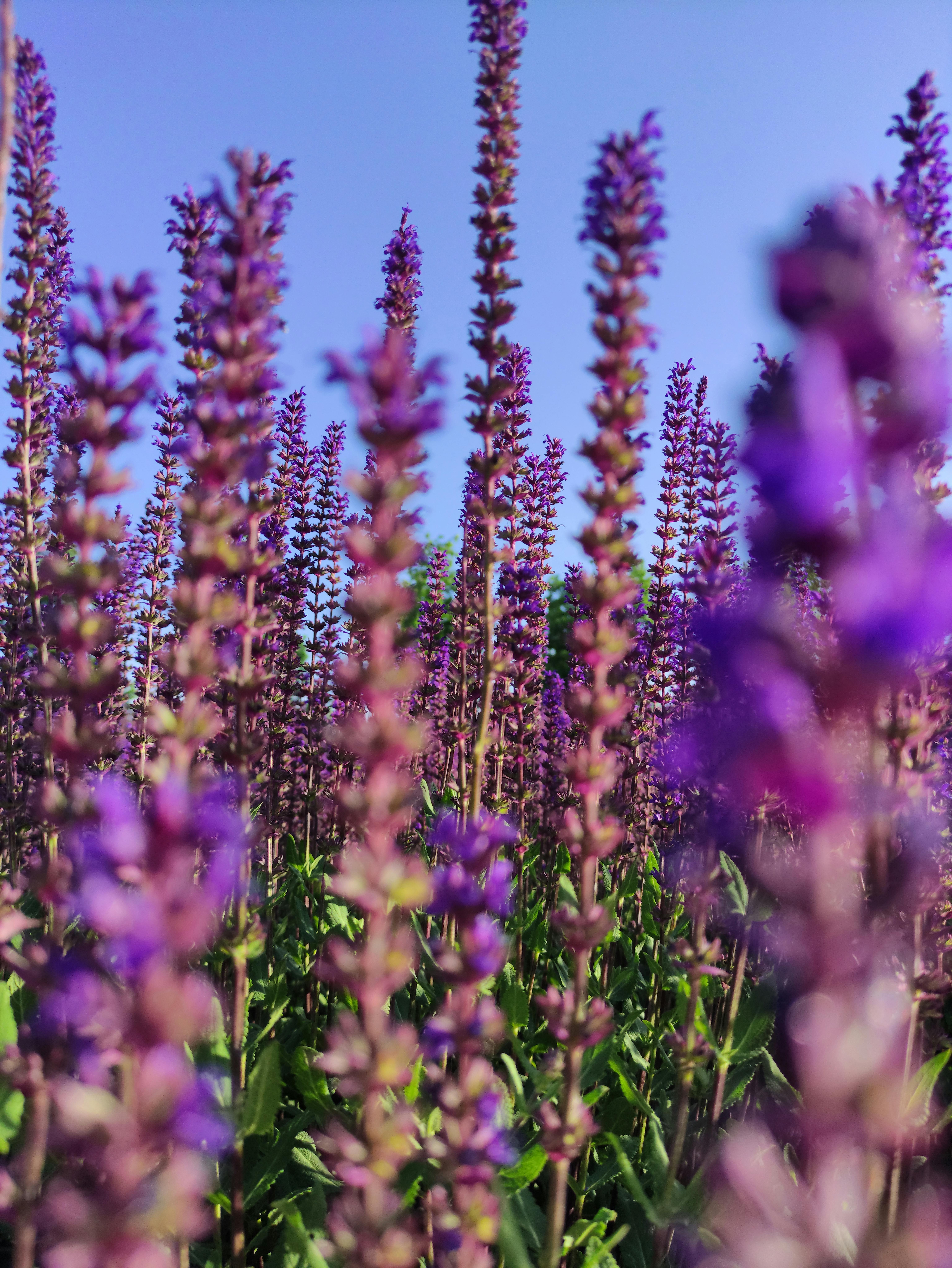 A stunning close-up of purple lavender flowers in full bloom under a bright blue sky.