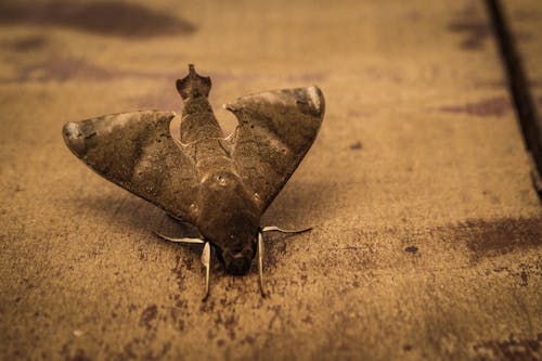 La Photo En Gros Plan De Gray Hawk Moth Au Sol