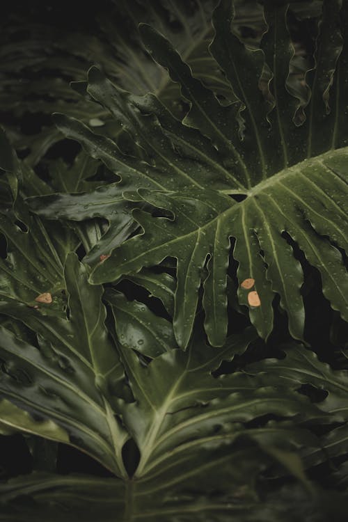 Gratis lagerfoto af lodret skud, mørkegrønne blade, plantefotografering