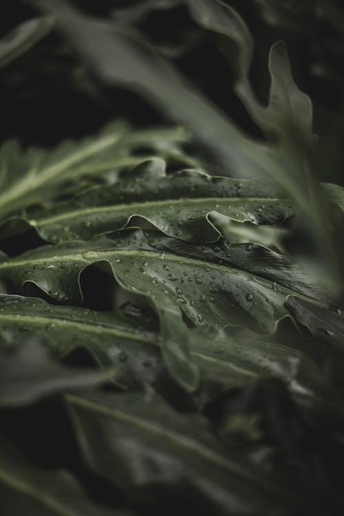 Dark Green Leaves with Water Droplets 