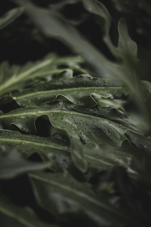 Foto profissional grátis de fechar-se, folhas, fotografia de plantas