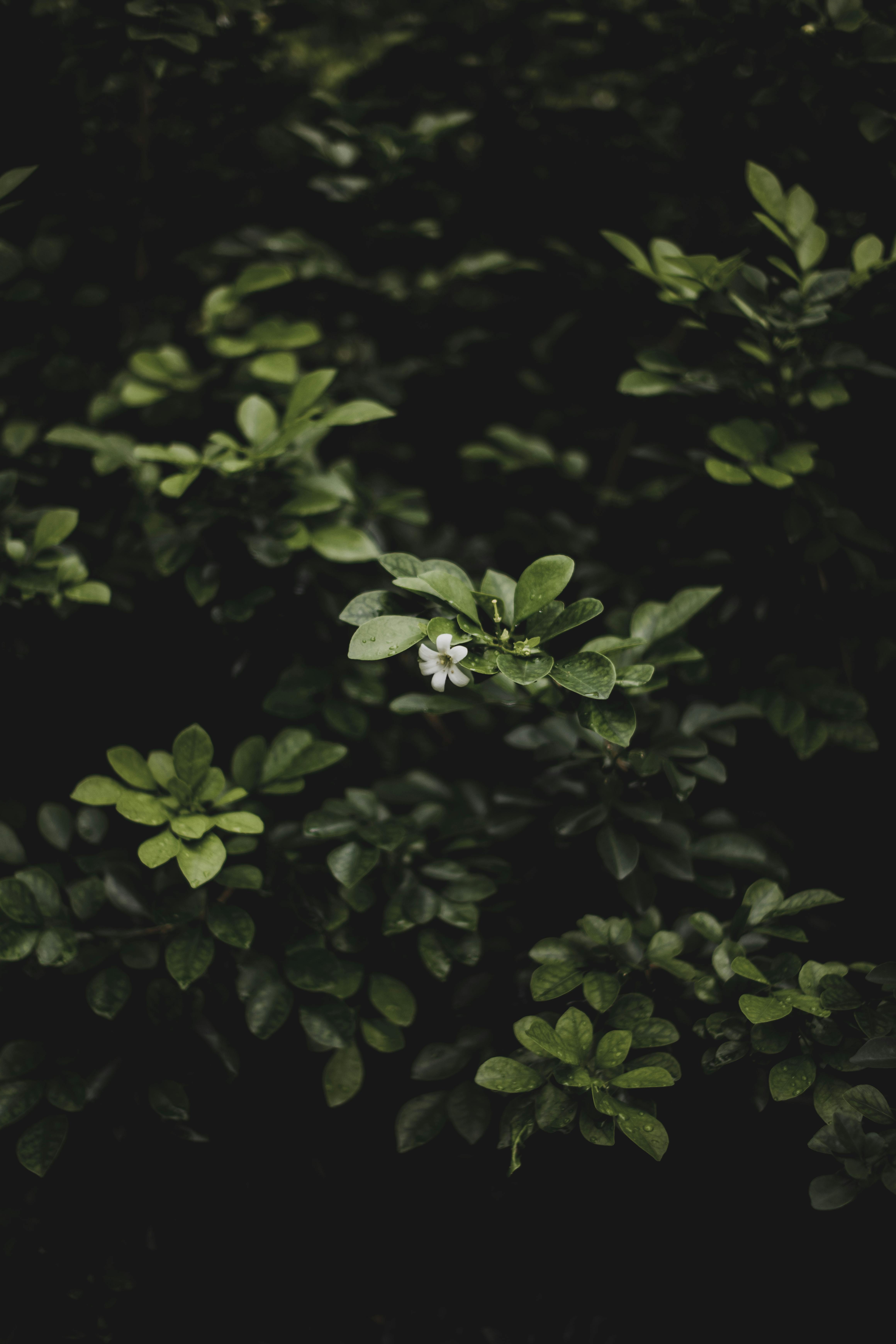 Close-up of vibrant dark green leaves highlighting a single white flower, creating a serene botanical scene.
