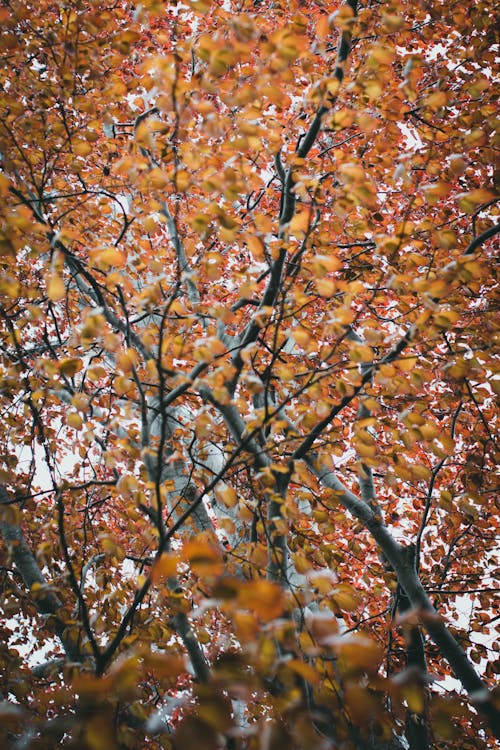Ücretsiz ağaç, dallar, dar açılı çekim içeren Ücretsiz stok fotoğraf Stok Fotoğraflar