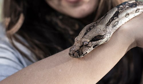 Free Snake on Arm Stock Photo