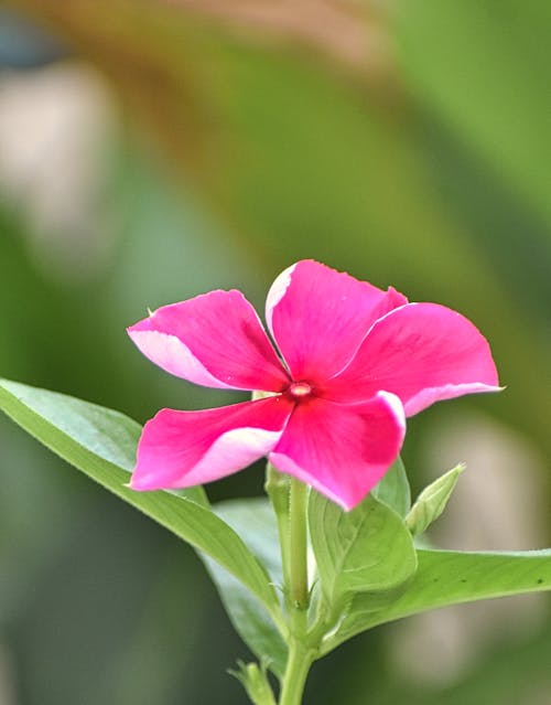Free stock photo of flower