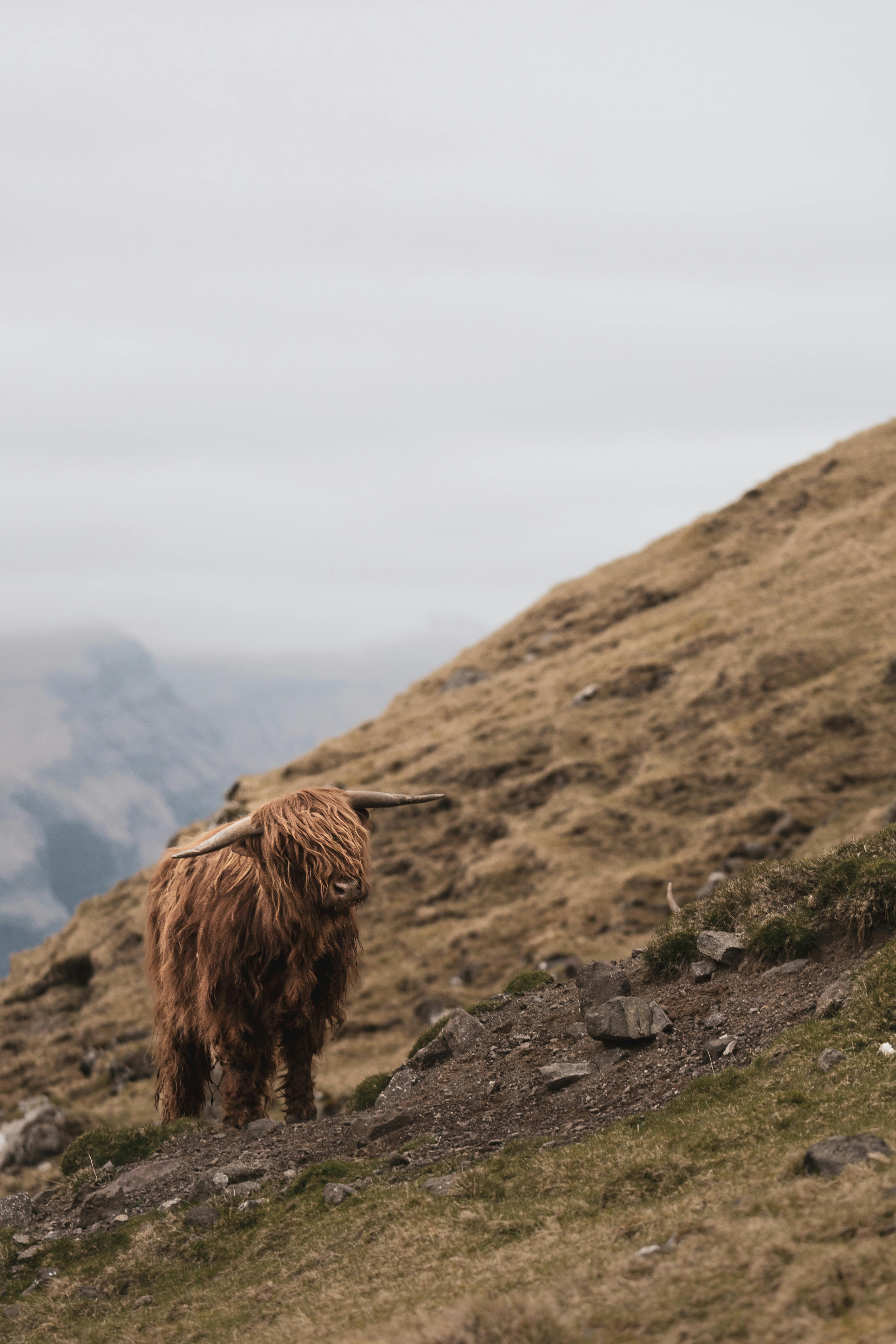 Majestic Highland cow stands on rugged mountain terrain in the Faroe Islands, showcasing natural beauty.