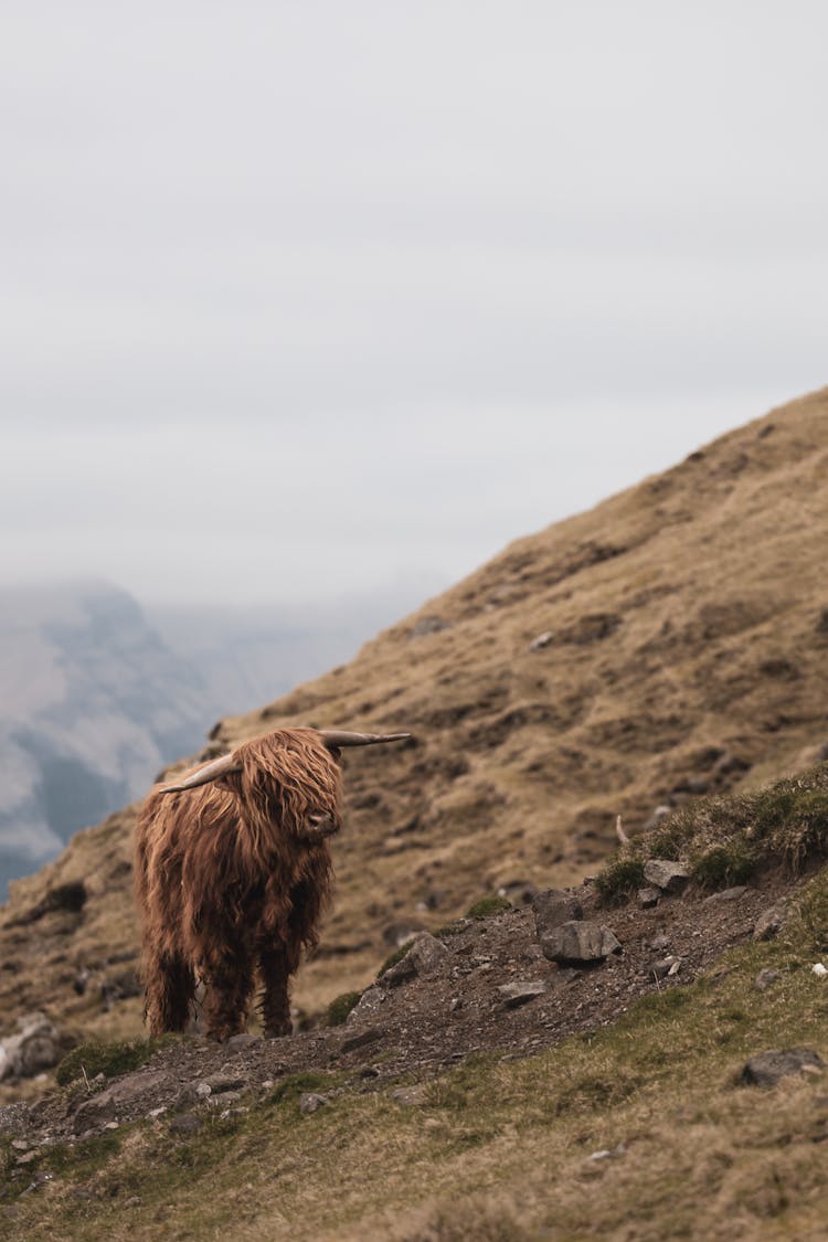 Cow In Mountains