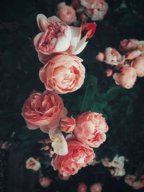 Free Close-up of pink roses blooming with soft petals against dark green foliage. Stock Photo