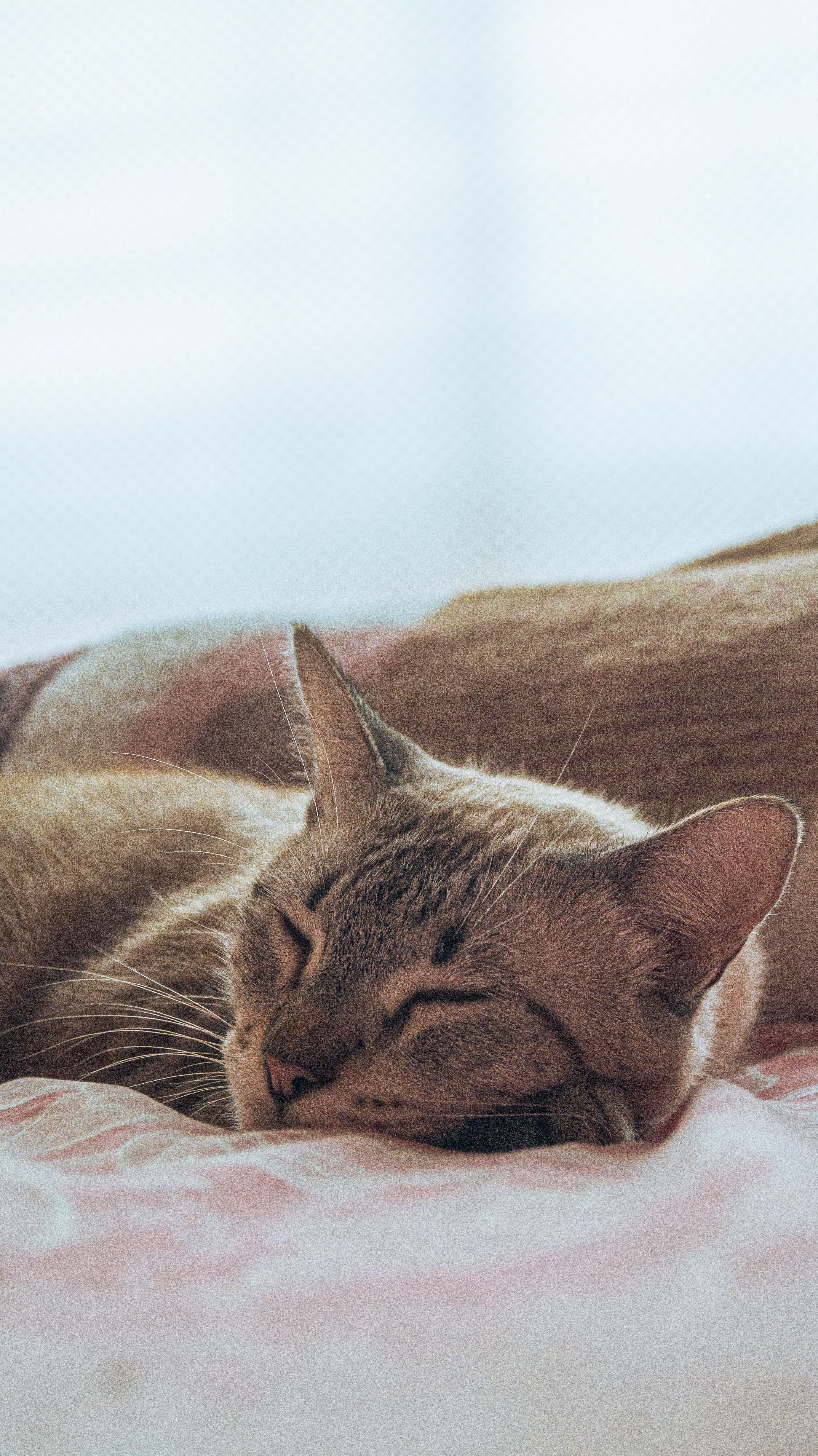 Photo of a Gray Cat Sleeping · Free Stock Photo