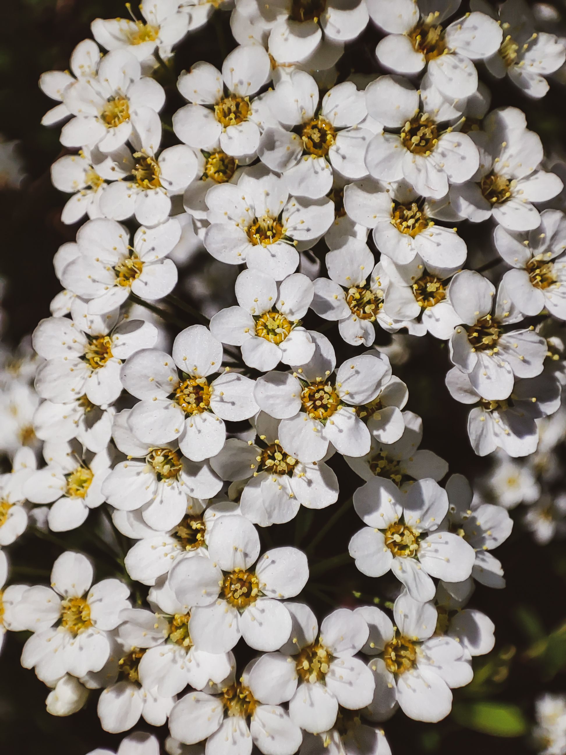Close-Up Shot of White Flowers in Bloom · Free Stock Photo
