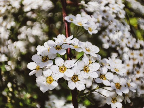 漂亮, 特写, 白色的花朵 的 免费素材图片