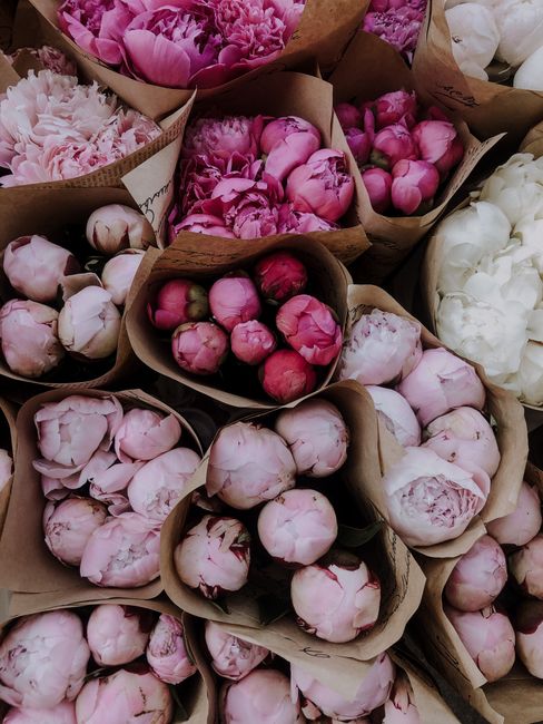 Top view of multiple bouquets of pink peonies in paper wrappers showcasing floral elegance.