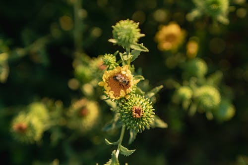 杂草中的蜜蜂