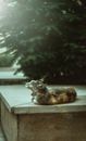 Free stock photo of animal, animal lover, baby