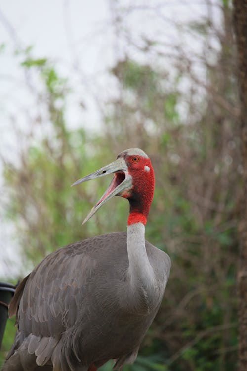 Close-Up Shot of a Sarus Crane